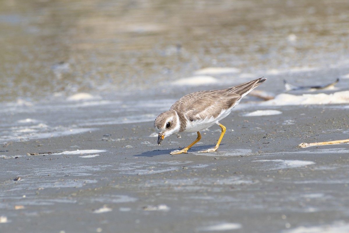 Semipalmated Plover - ML584342121