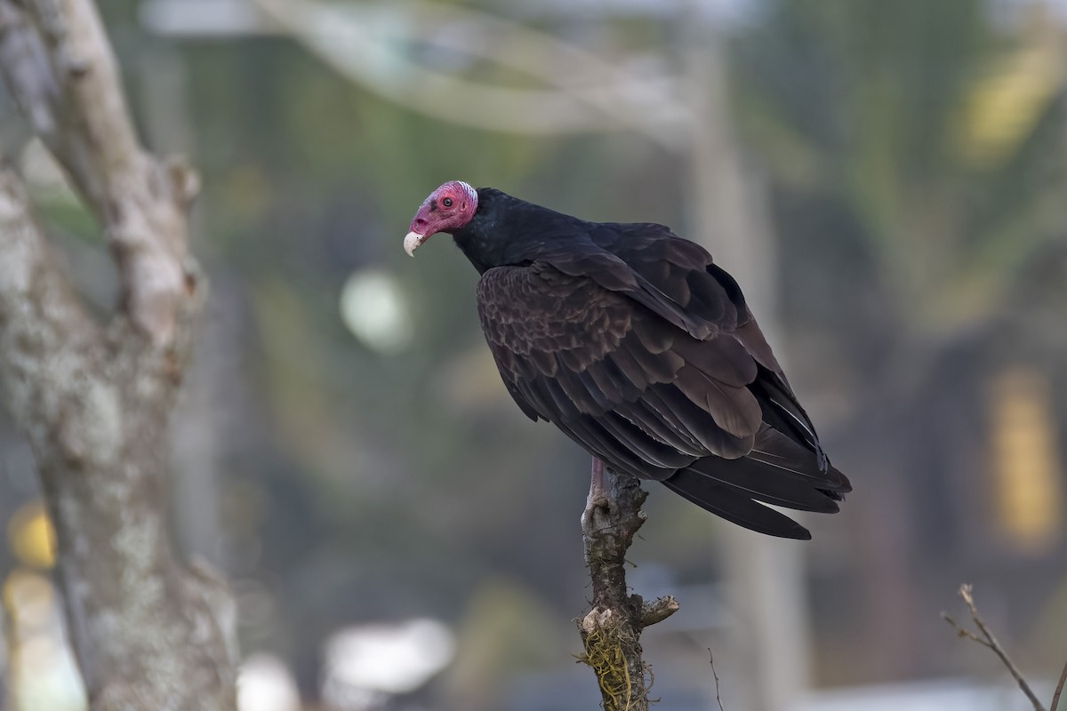 Turkey Vulture - ML584342301