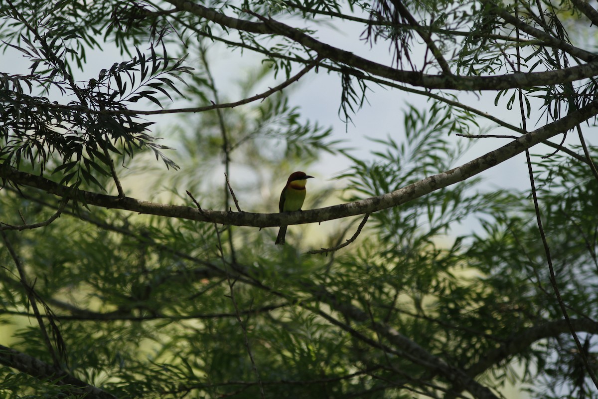 Chestnut-headed Bee-eater - ML584346781