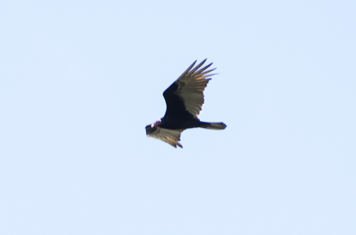 Turkey Vulture - ML584347541
