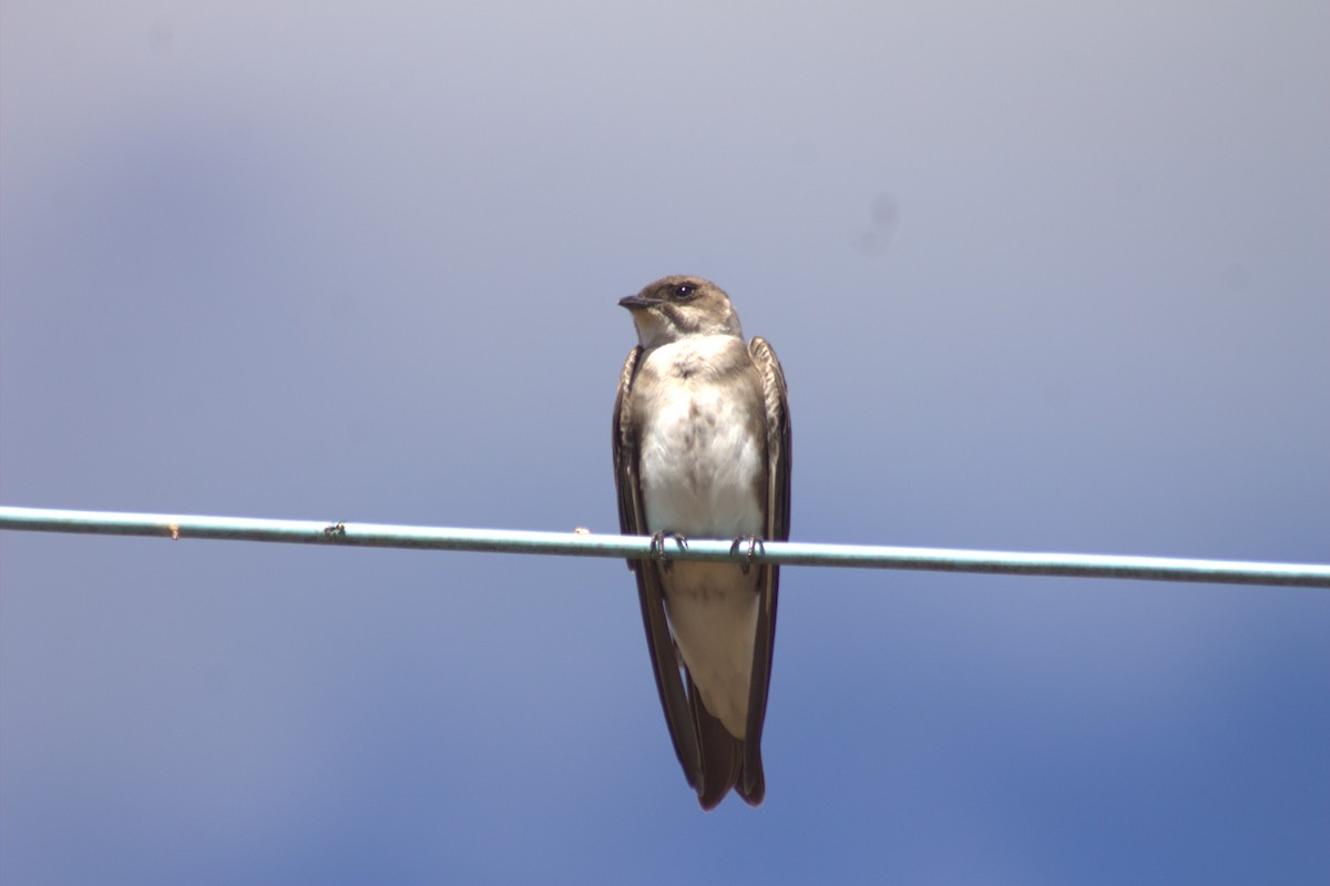 Brown-chested Martin - ML584348131