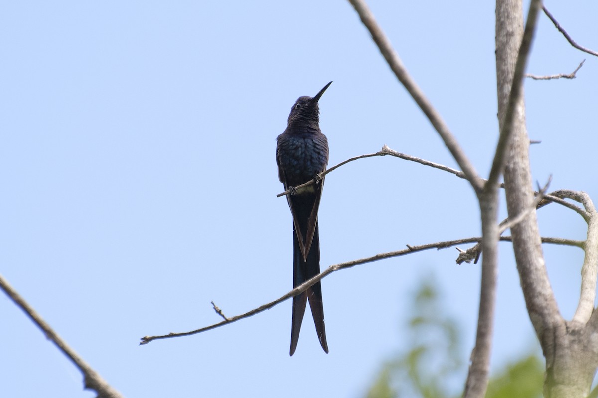 Swallow-tailed Hummingbird - ML584348881