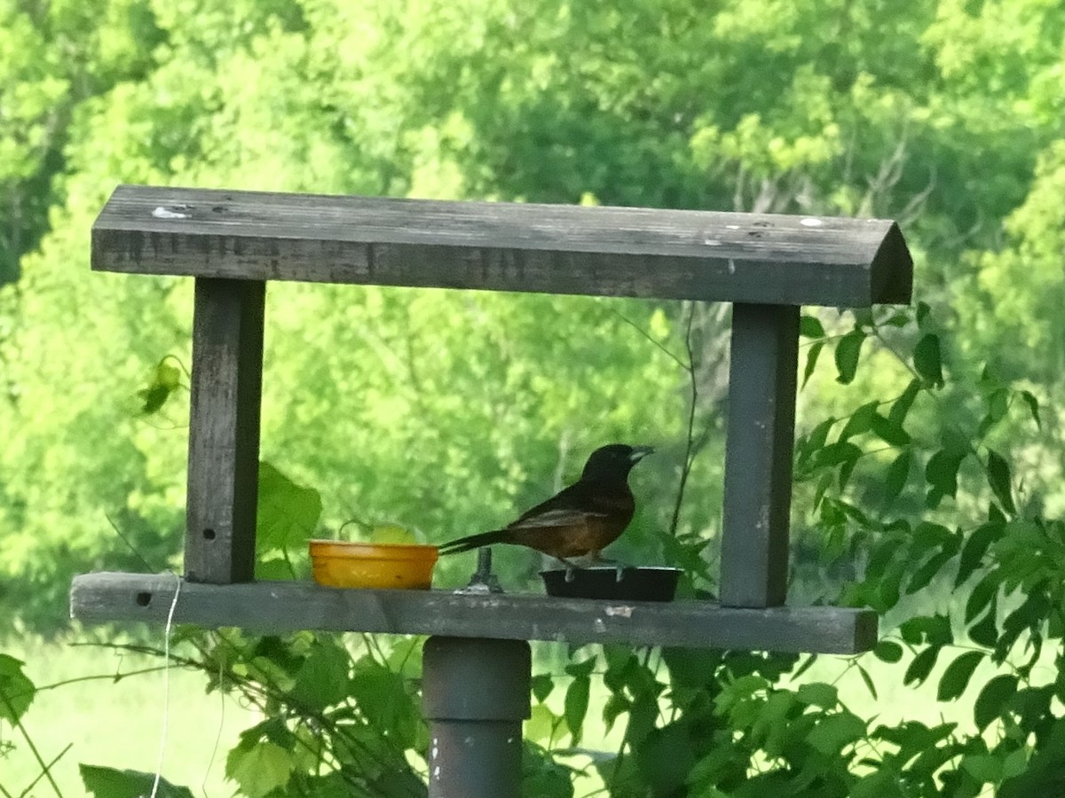 Orchard Oriole - ML584349451