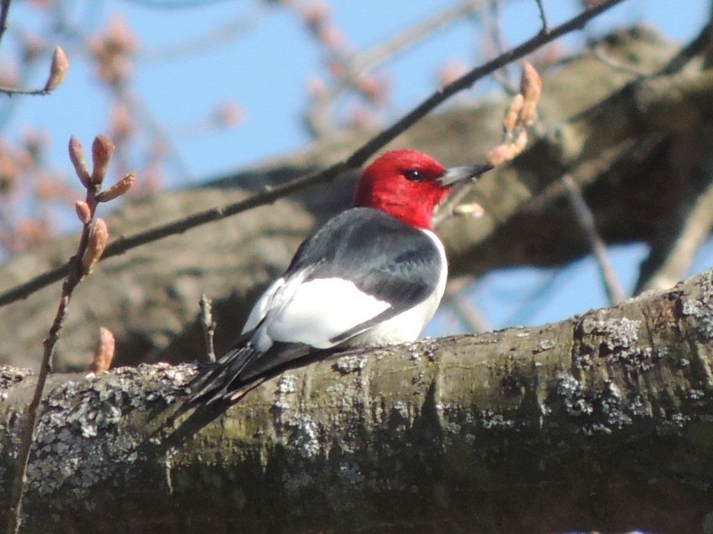 Red-headed Woodpecker - Donna Benson