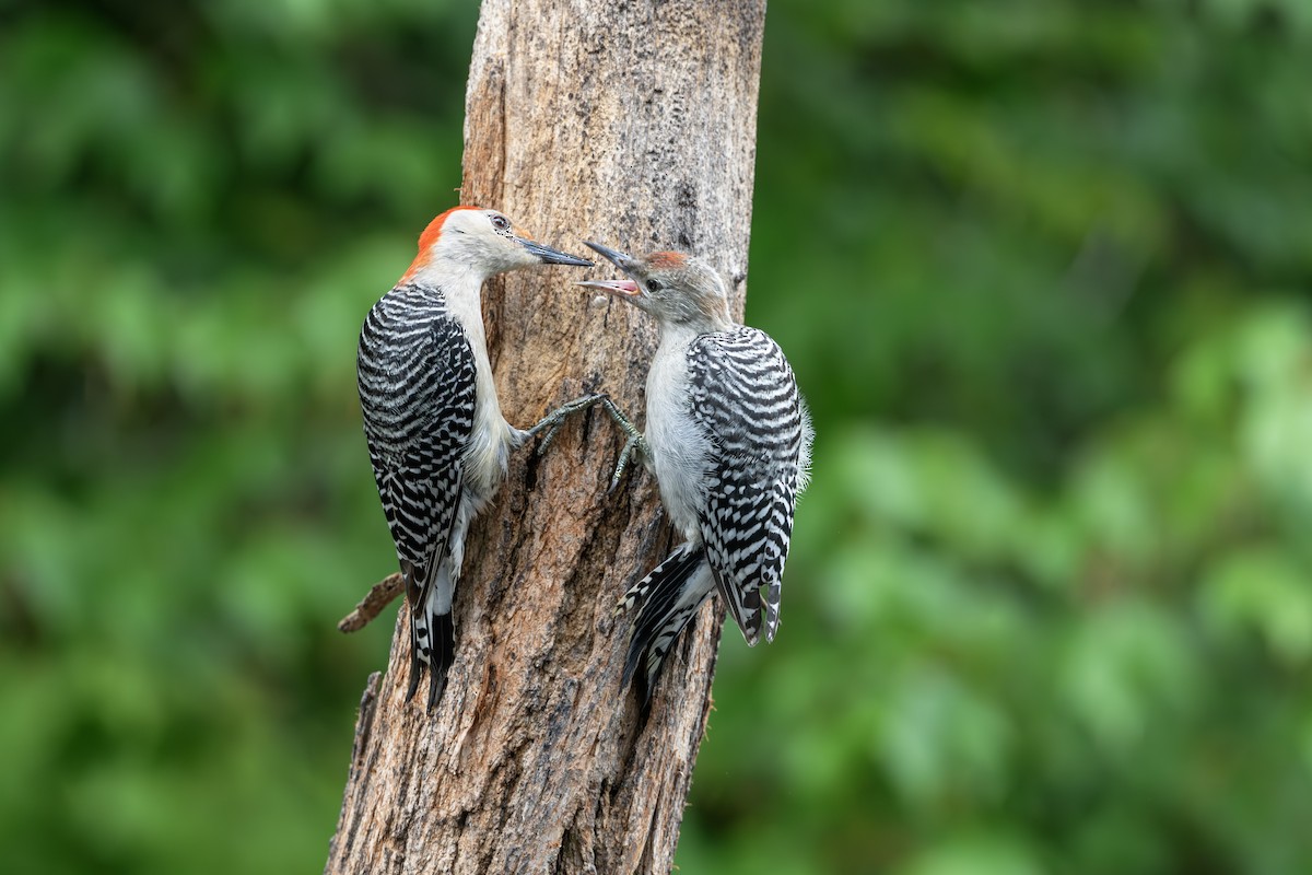 Red-bellied Woodpecker - ML584355851