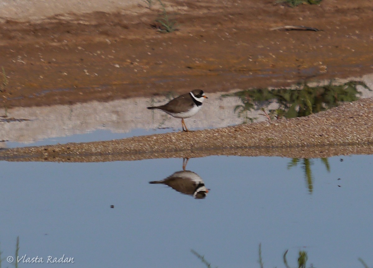Semipalmated Plover - ML58435641