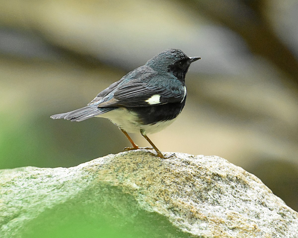 Ebird Checklist Jun Red Oaks Nature Center Friendship