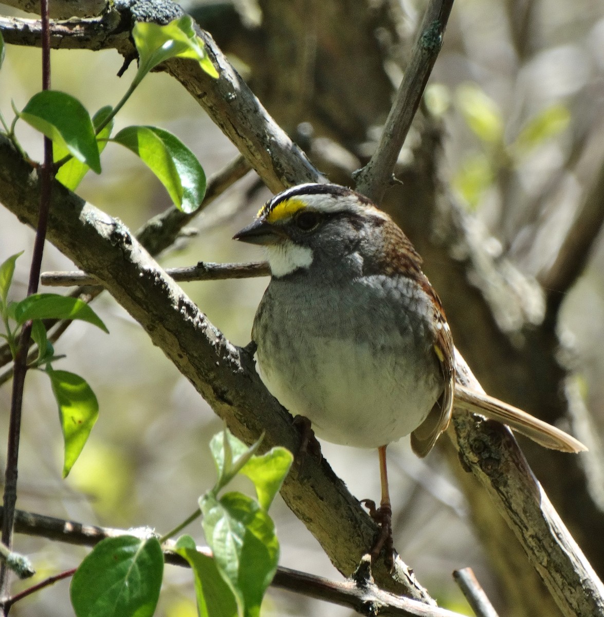 White-throated Sparrow - ML58436601