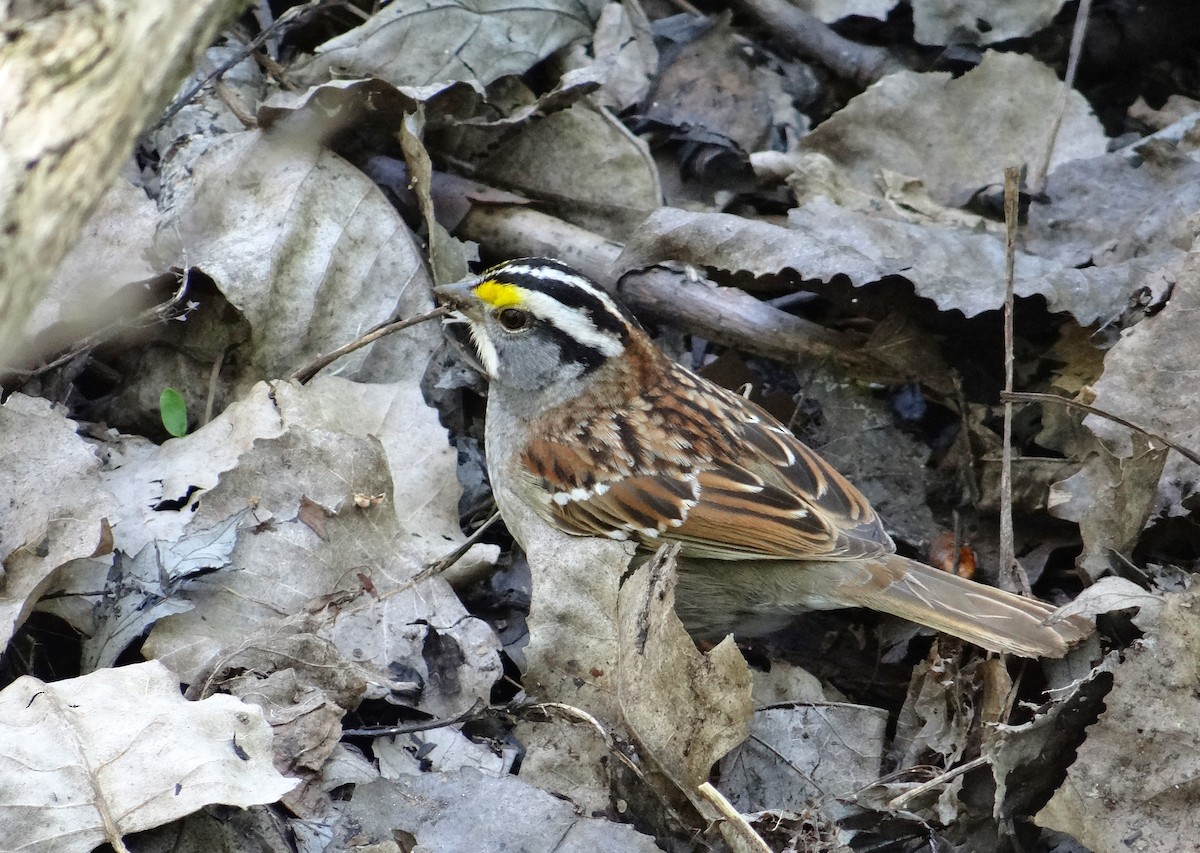 White-throated Sparrow - Cara Barnhill