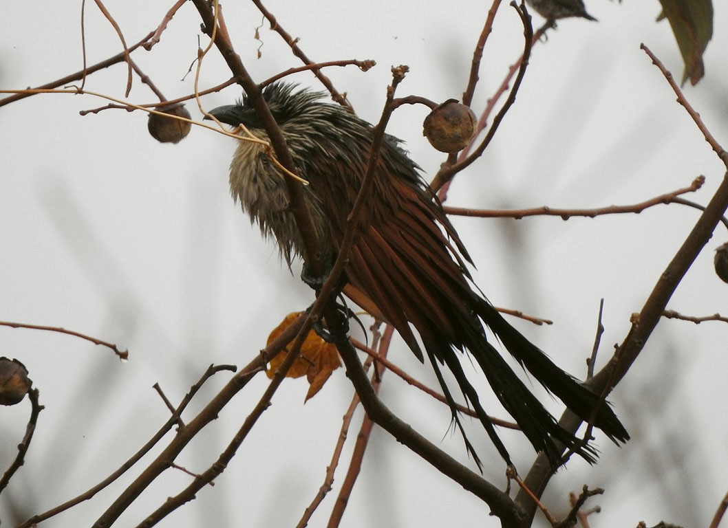 Coppery-tailed Coucal - ML584366441