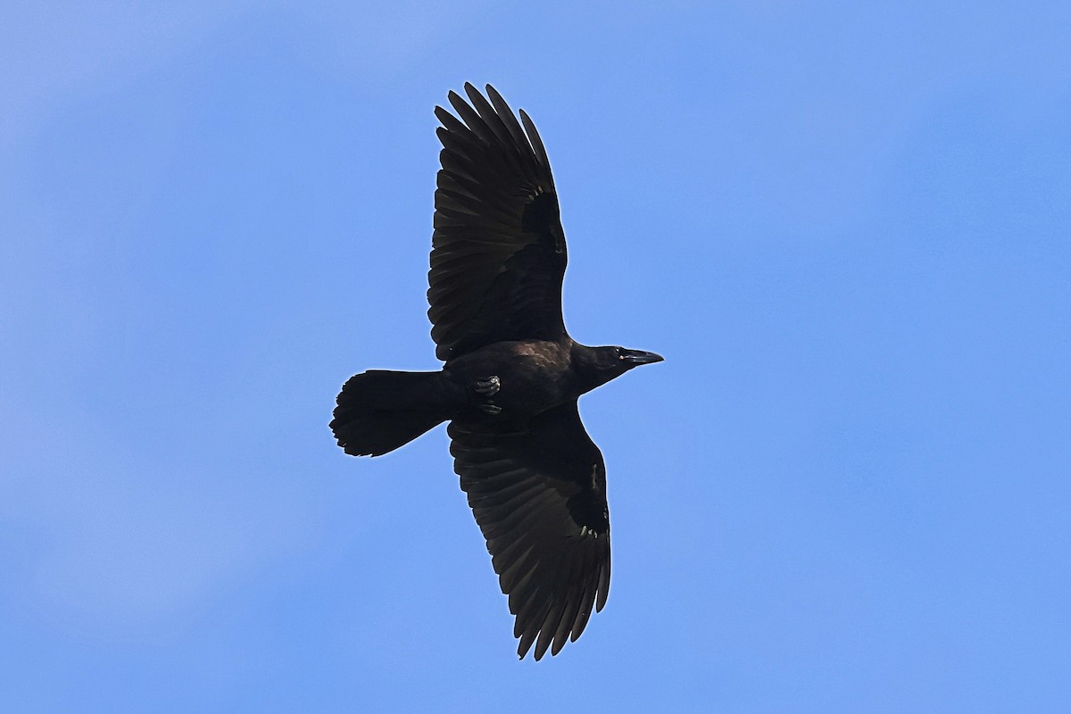 Common Raven - ML584367711