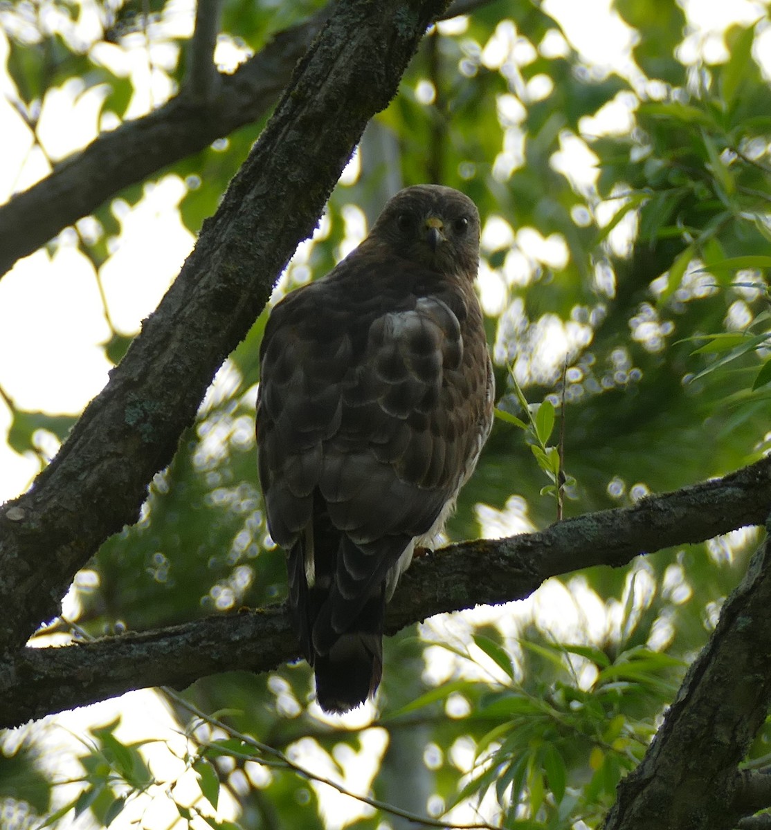 monitoring-bluebird-boxes-the-wood-thrush-shop