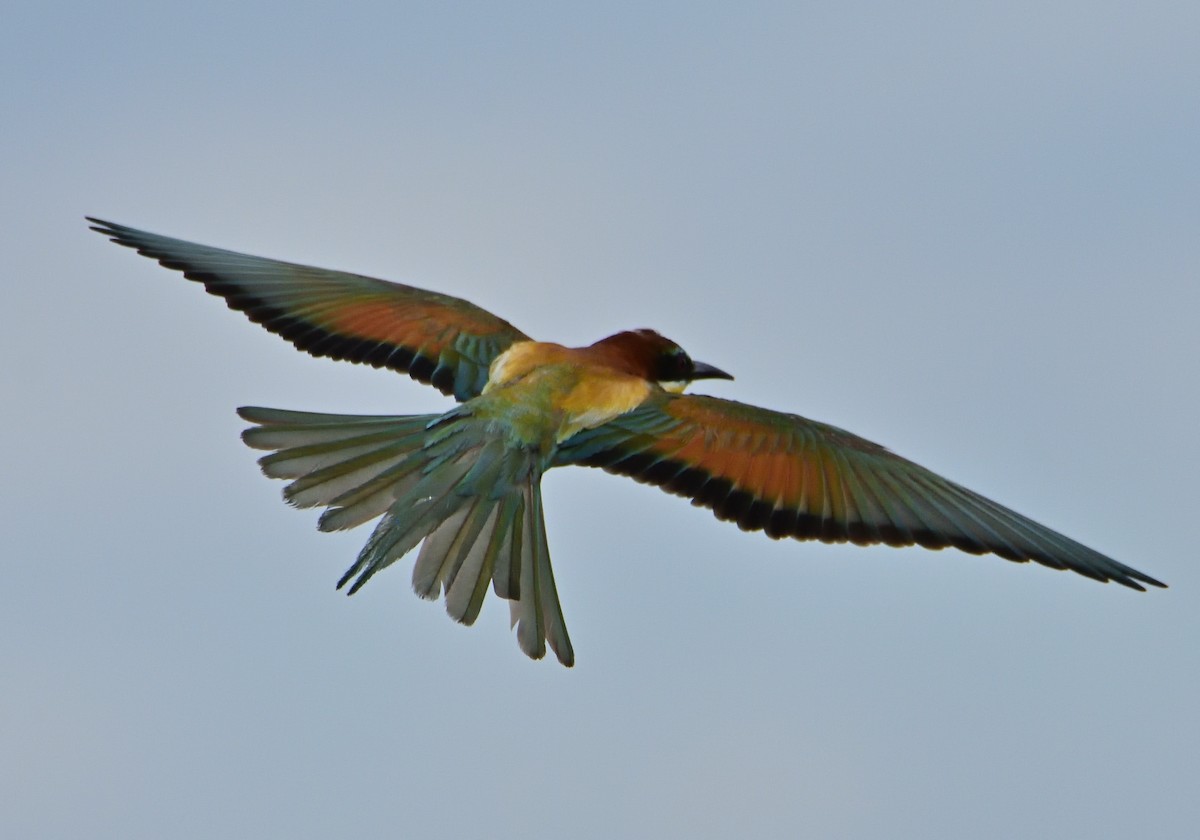 European Bee-eater - ML584370931