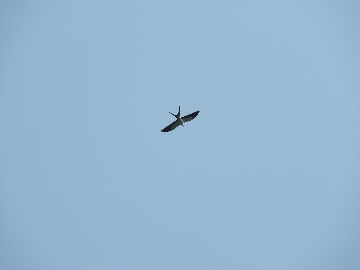 Swallow-tailed Kite - ML584371671