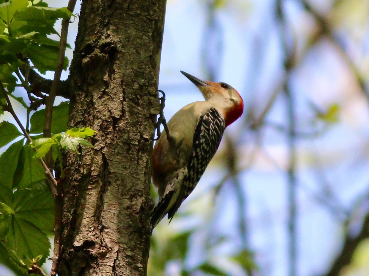 Red-bellied Woodpecker - Charlie   Nims