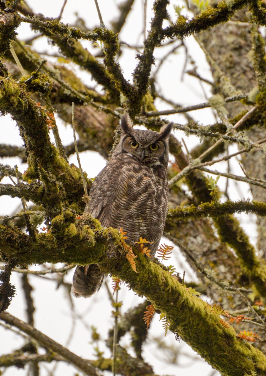 Great Horned Owl - ML58437591