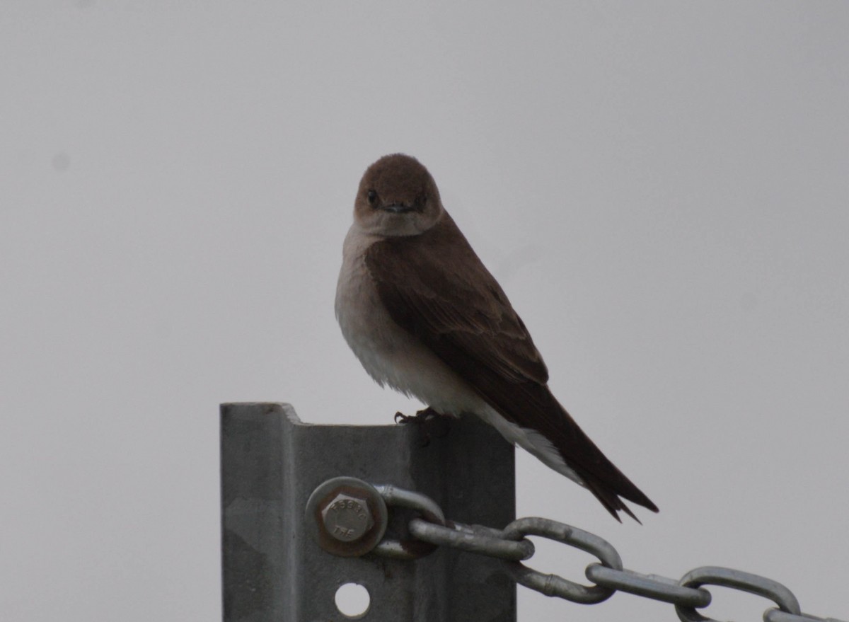 Northern Rough-winged Swallow - ML58437631