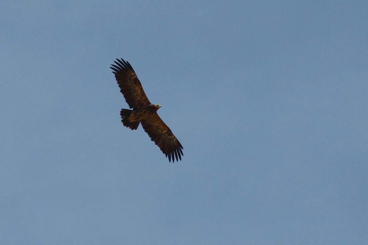 Lesser Spotted Eagle - ML58438891