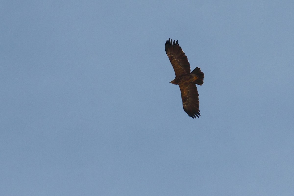 Lesser Spotted Eagle - ML58439201