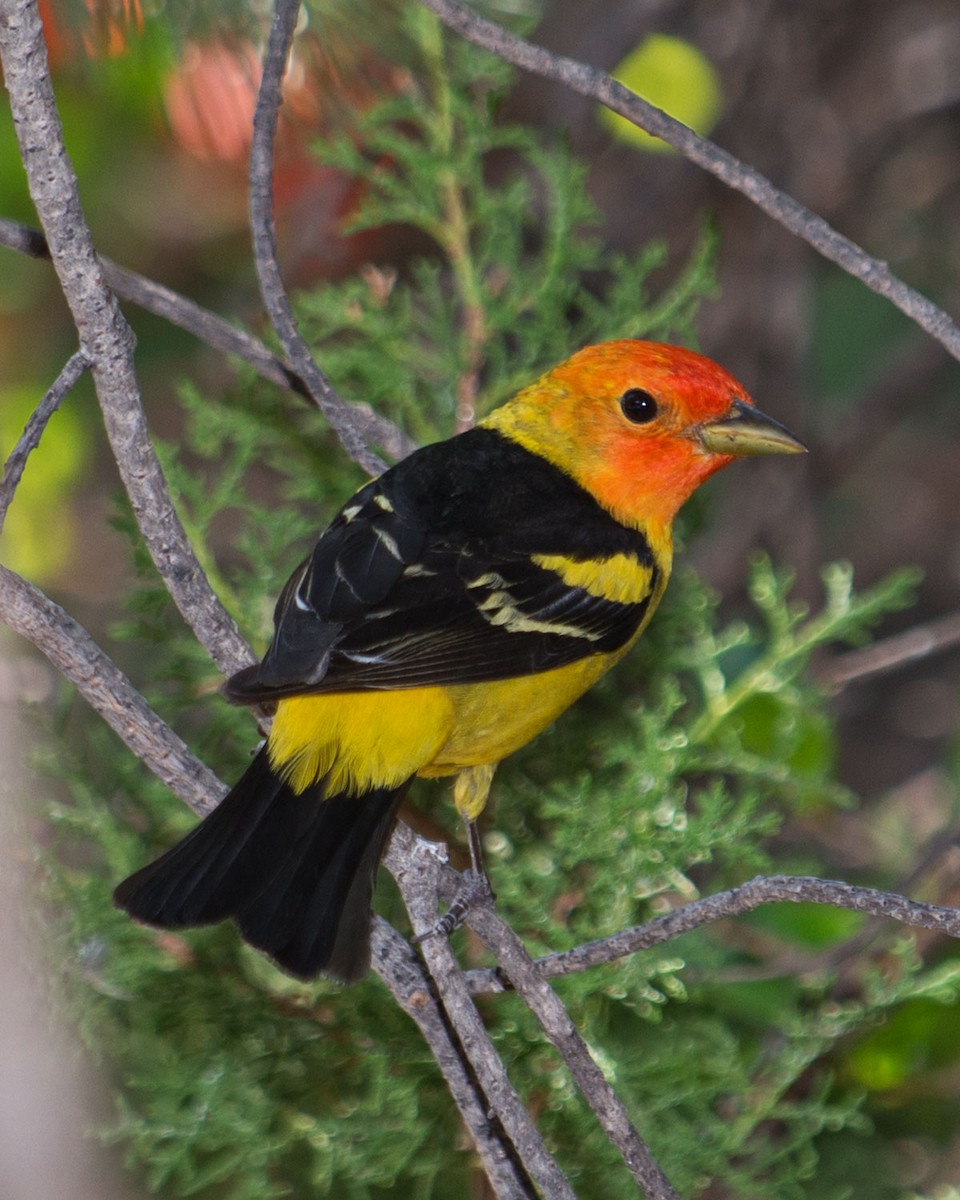 Western Tanager - Russ Wigh