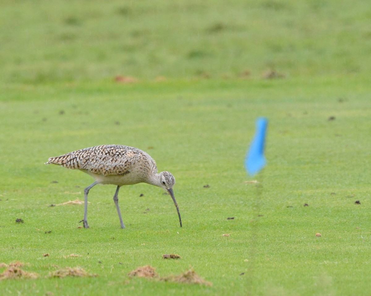 Long-billed Curlew - ML58441021