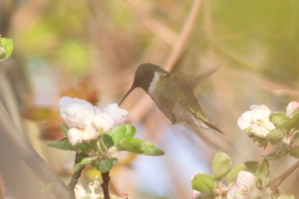 Ruby-throated Hummingbird - Iain Fleming
