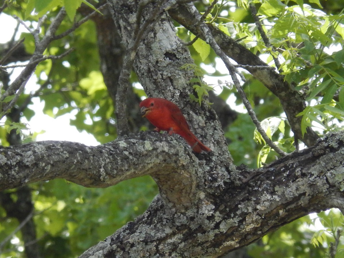 Summer Tanager - Anonymous