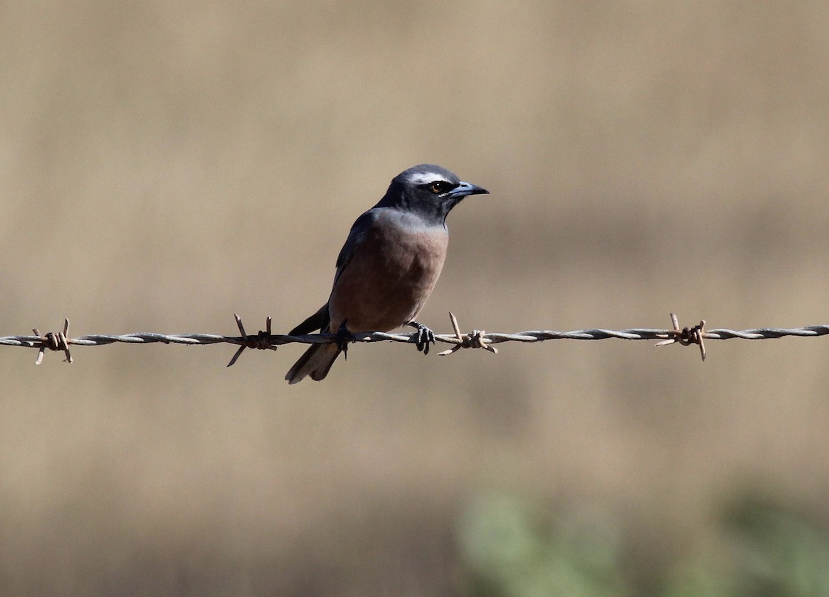 White-browed Woodswallow - ML58442961
