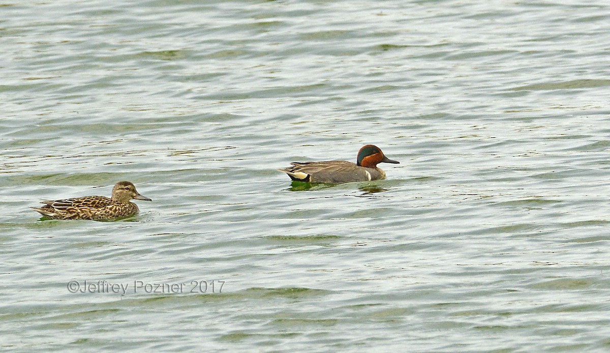 Green-winged Teal - ML58443111