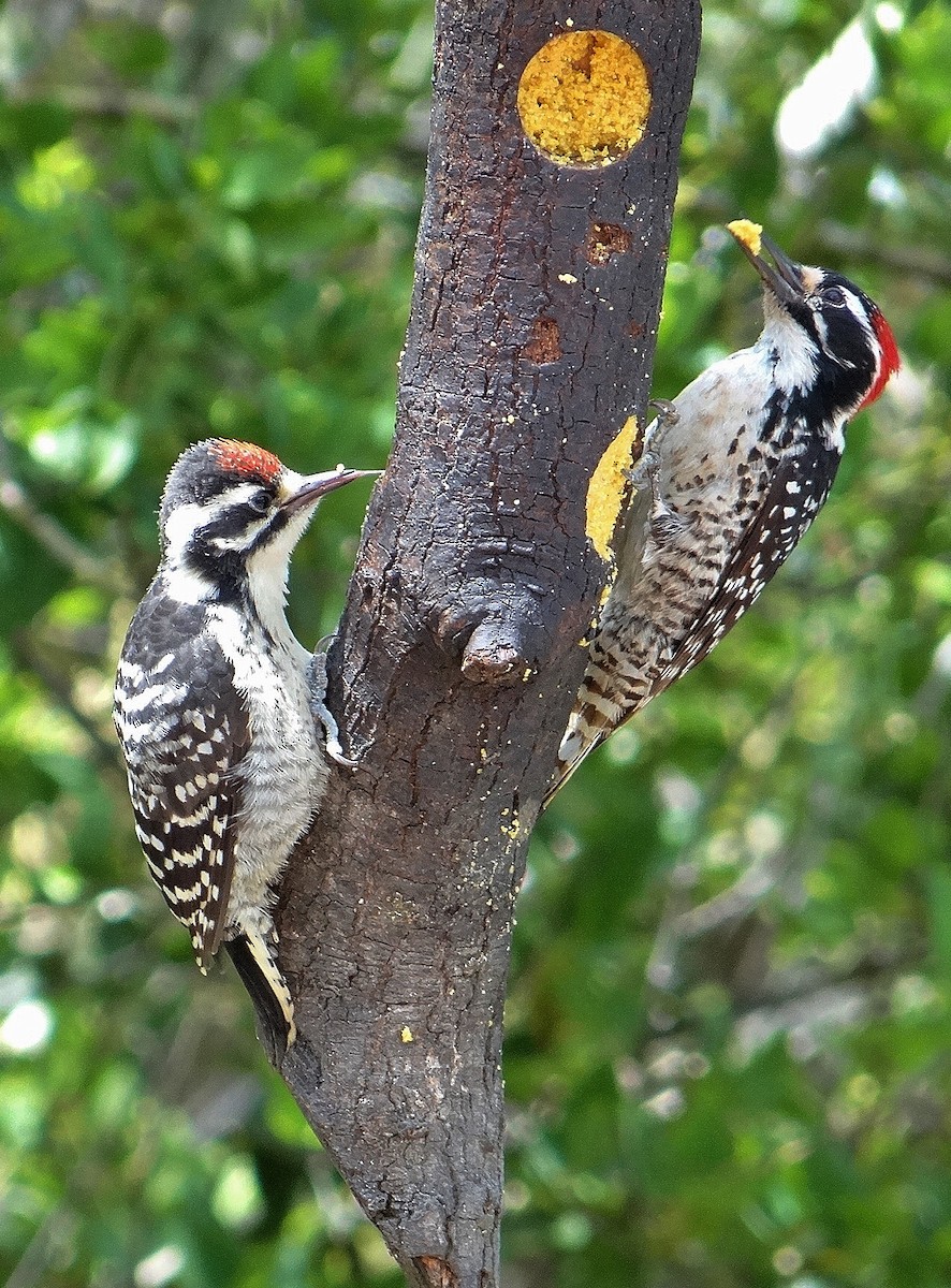 Nuttall's Woodpecker - Cara Barnhill