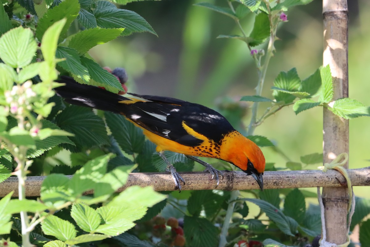 Spot-breasted Oriole - ML584434461