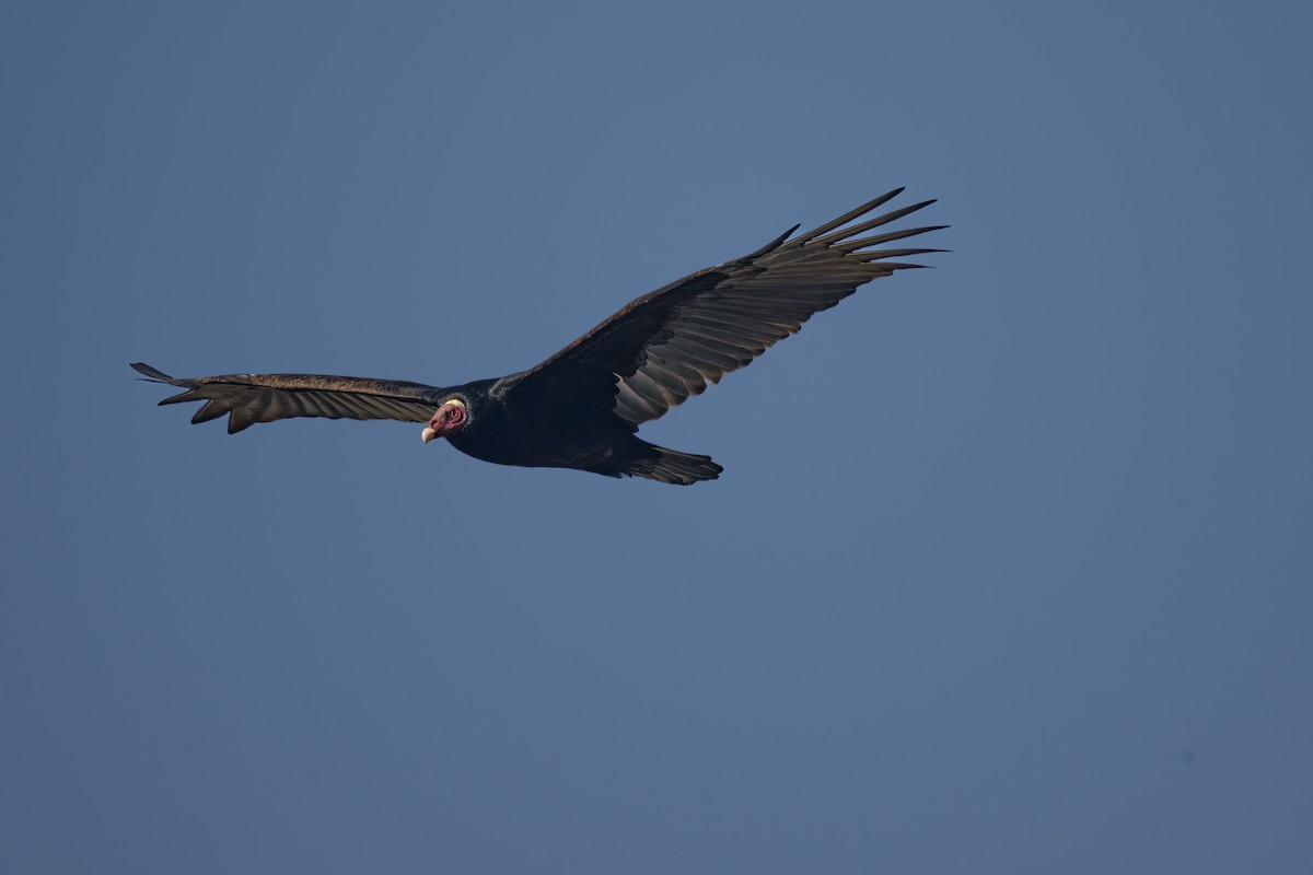Turkey Vulture - ML584438971