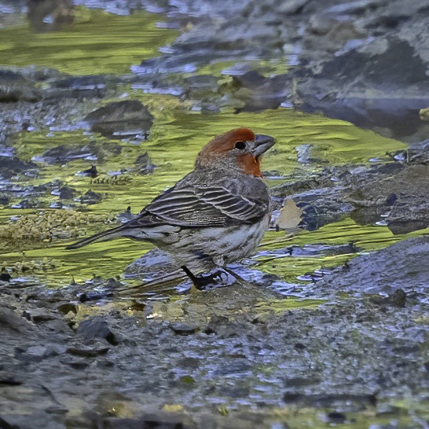 House Finch - Cathy Severson