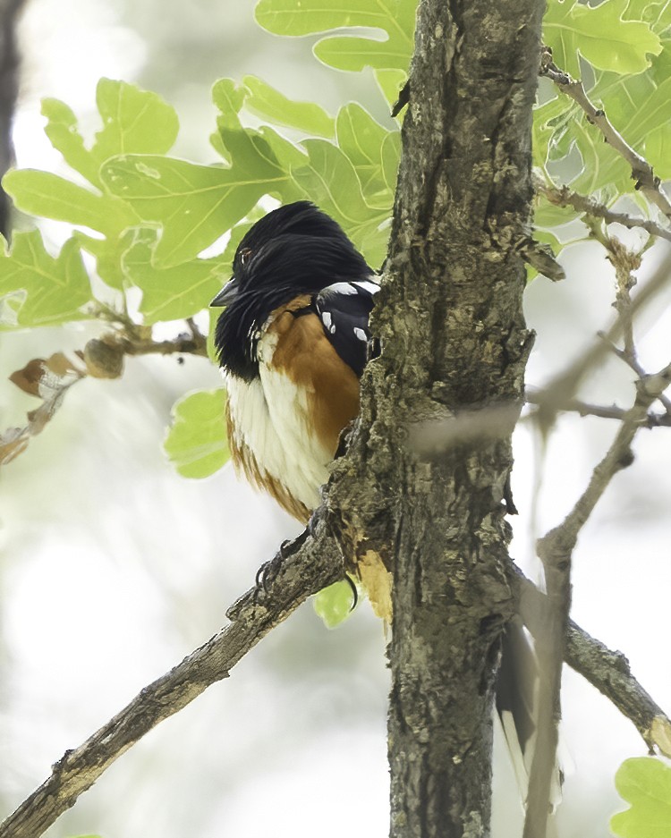 Spotted Towhee - Cathy Severson