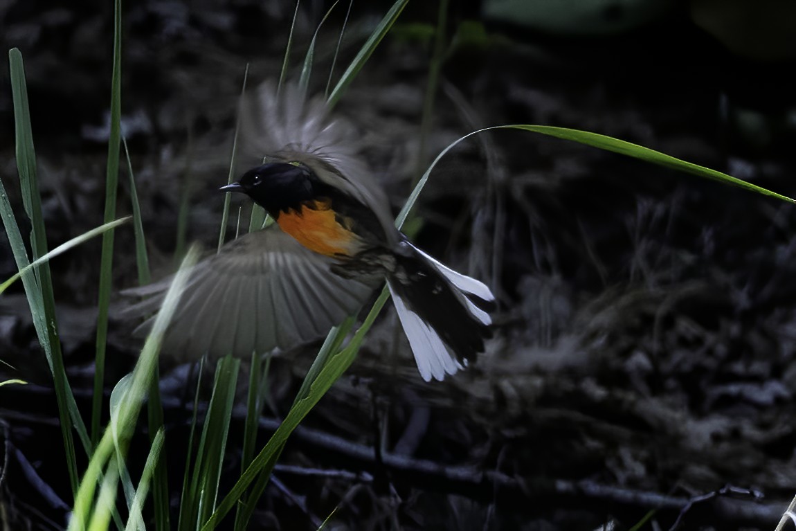 Painted Redstart - Cathy Severson