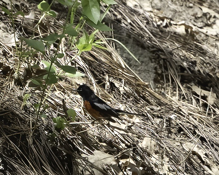 Painted Redstart - Cathy Severson