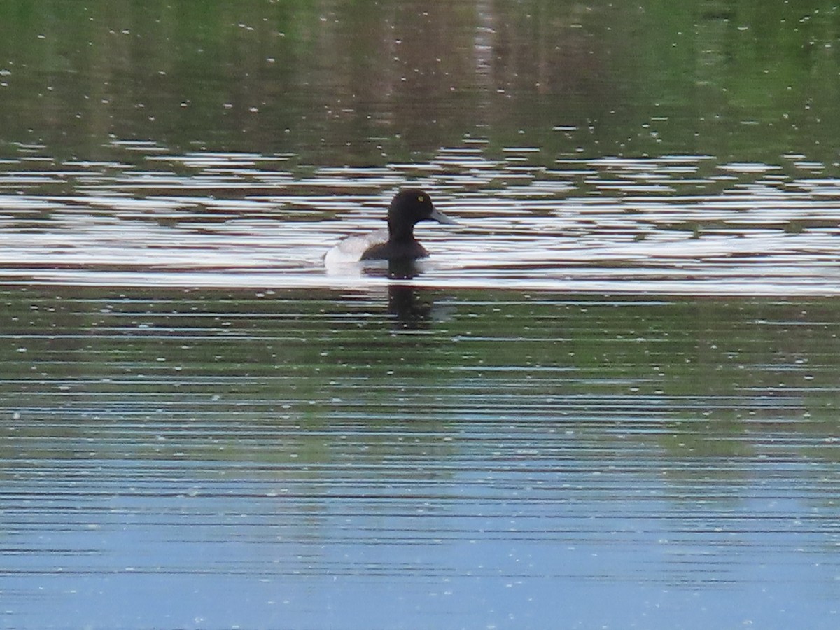 Greater Scaup - ML584443901