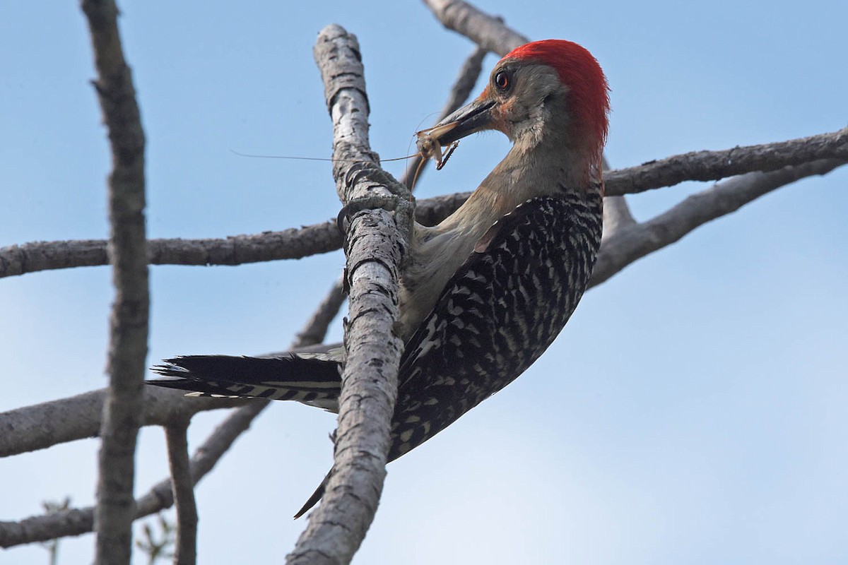 Red-bellied Woodpecker - ML584446081