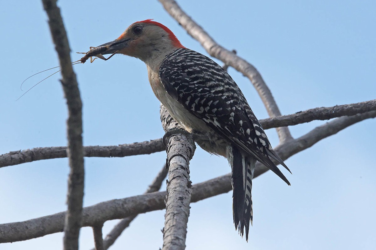 Red-bellied Woodpecker - ML584446091