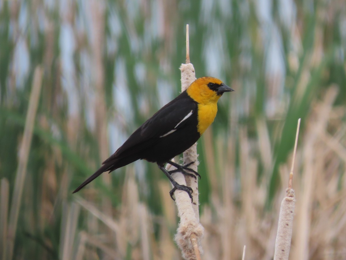Yellow-headed Blackbird - ML584447721