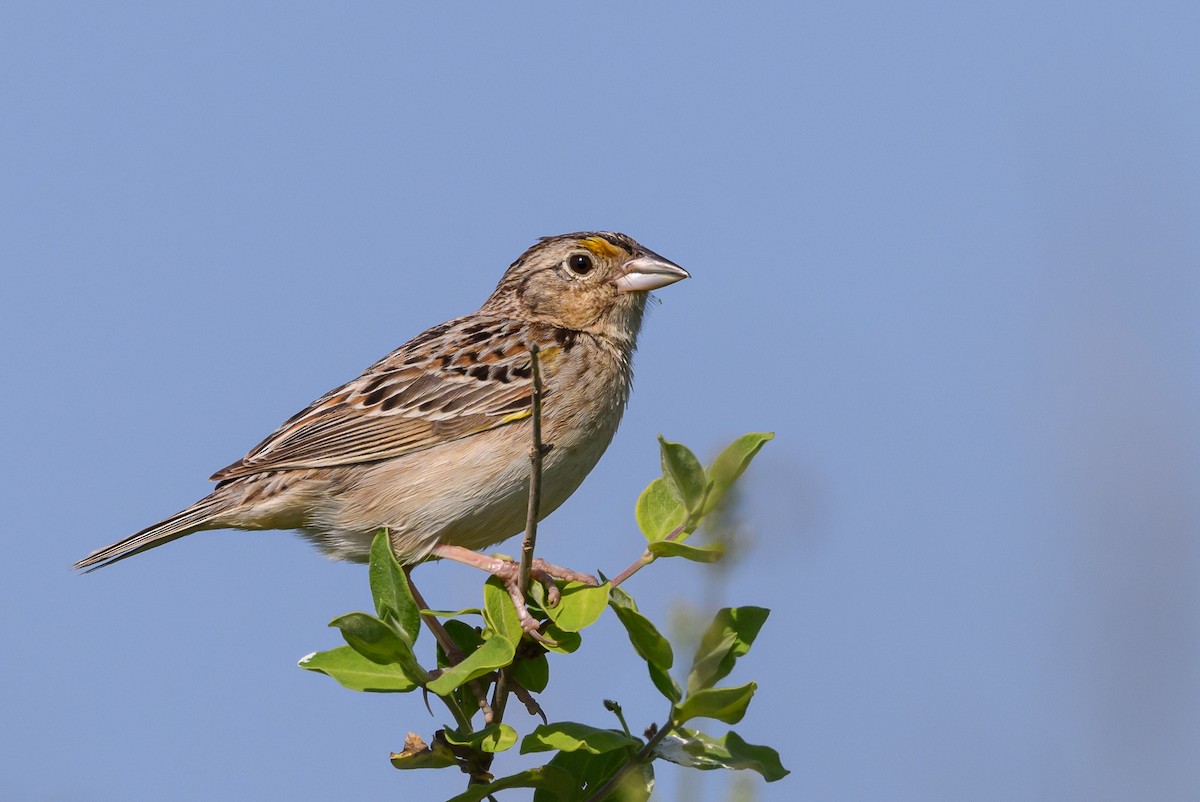 Grasshopper Sparrow - ML584447811