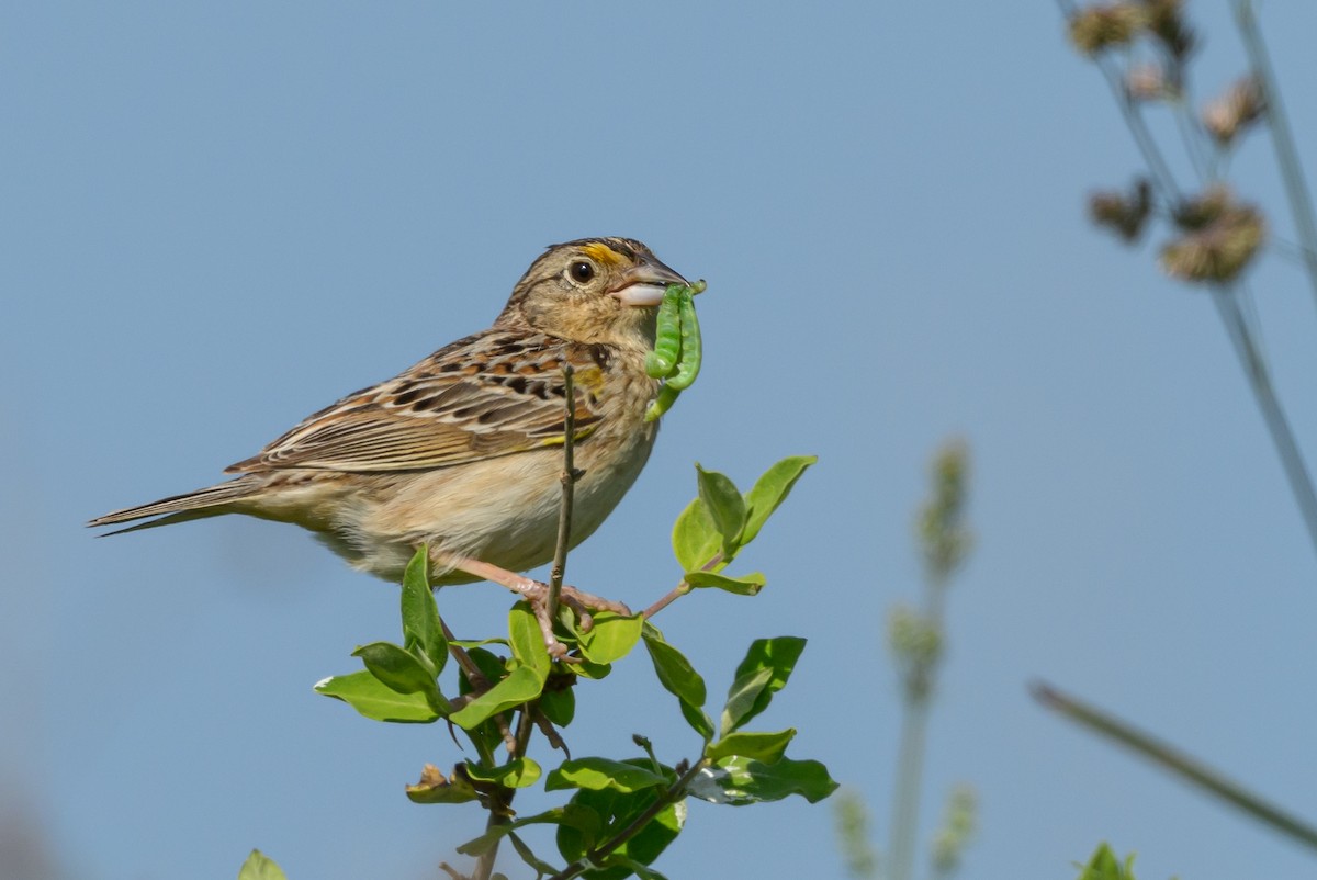 Grasshopper Sparrow - ML584447851