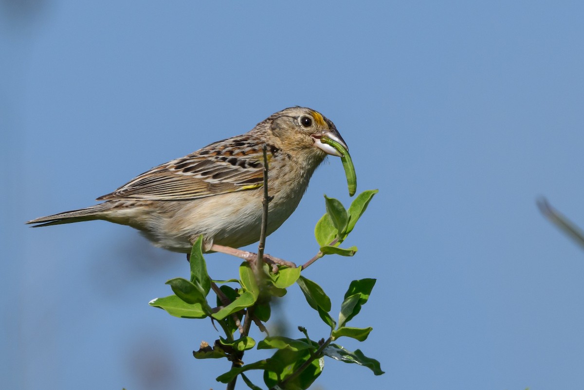 Grasshopper Sparrow - ML584447861