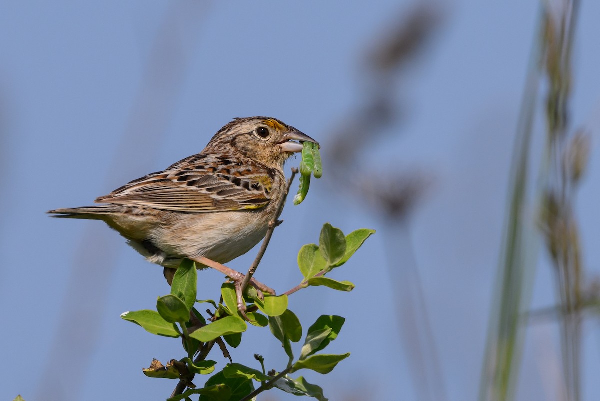 Grasshopper Sparrow - ML584447871