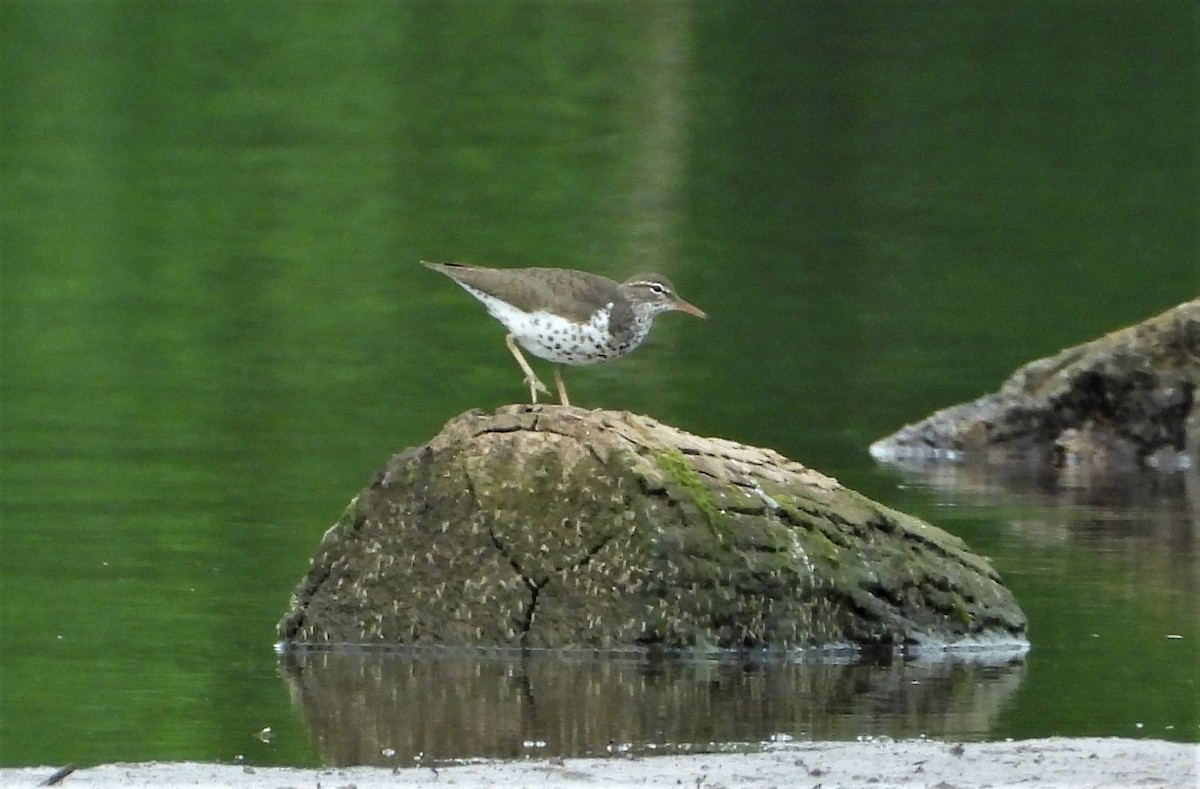 Ebird Checklist Jun Kincheloe Road Species