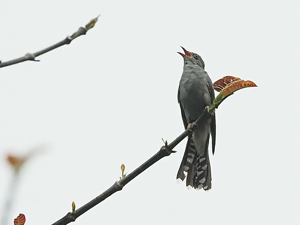 Gray-bellied Cuckoo - ML584458971