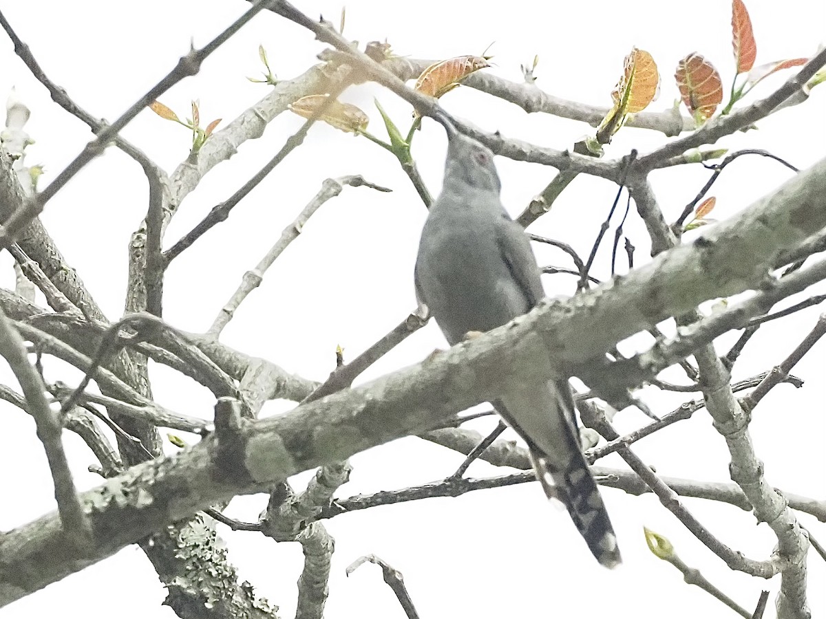 Gray-bellied Cuckoo - ML584458981