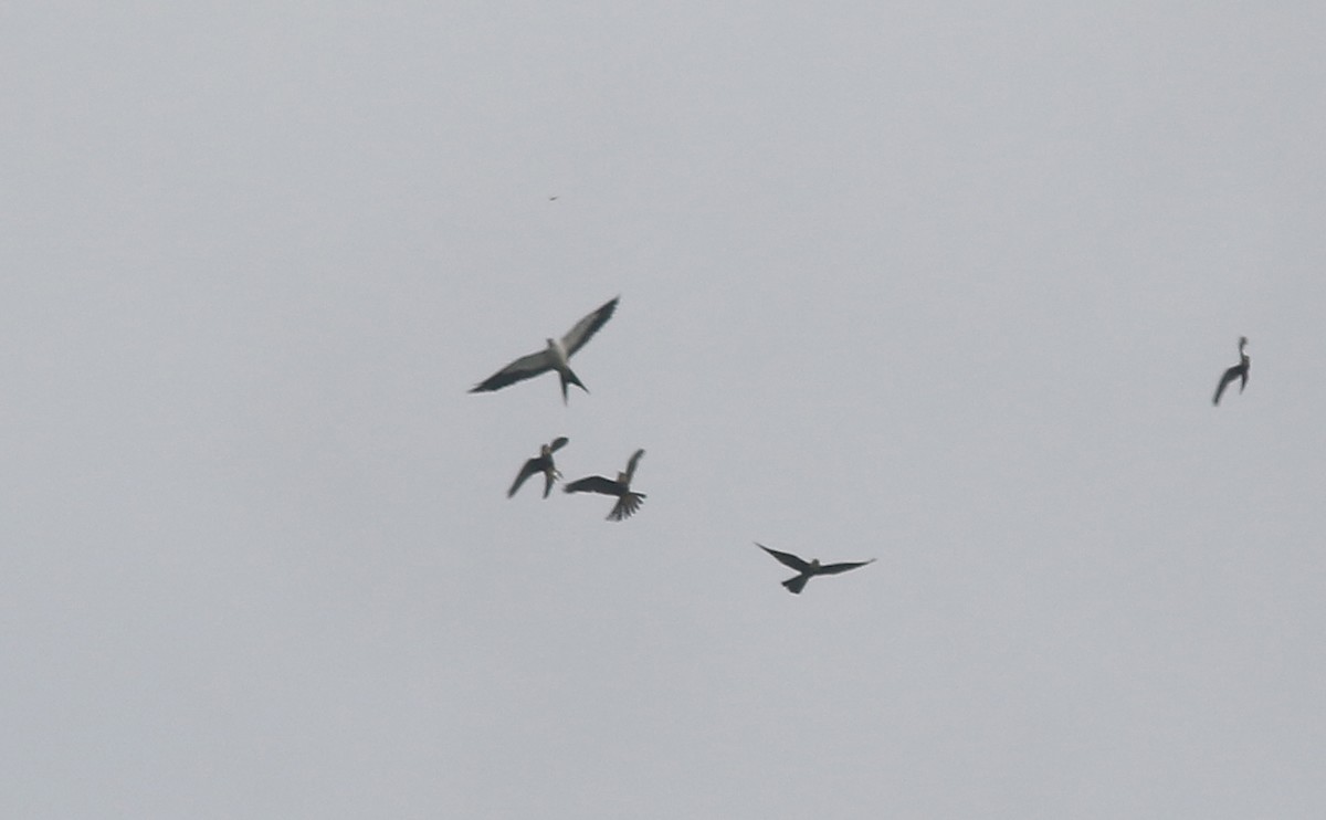 Swallow-tailed Kite - ML584459251