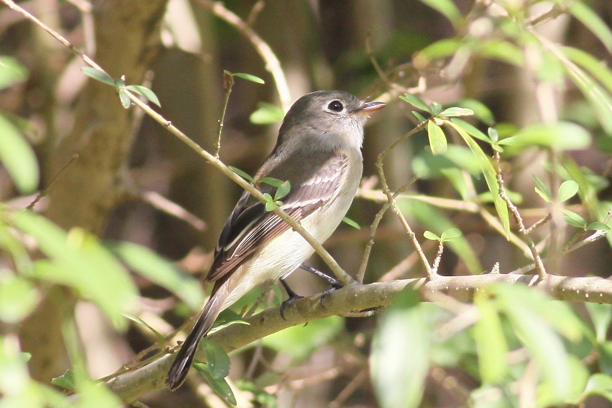 Least Flycatcher - Ronald Newhouse