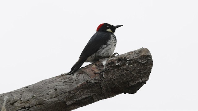 Acorn Woodpecker - ML584470291